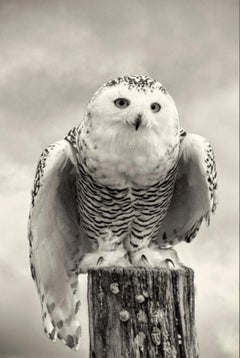 Snowy Owl II, Fotografie in limitierter Auflage, signiert, Platin/Palladiumdruck