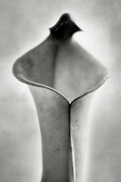 Sun Pitcher