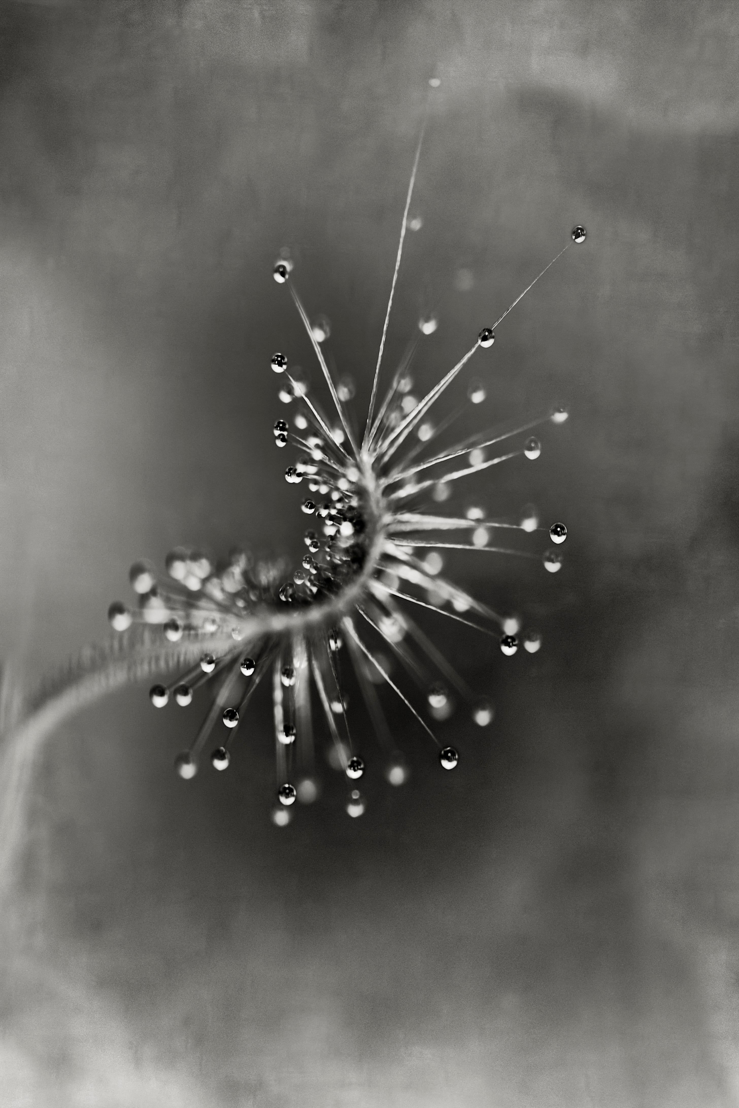 Beth Moon Still-Life Photograph - Sundew