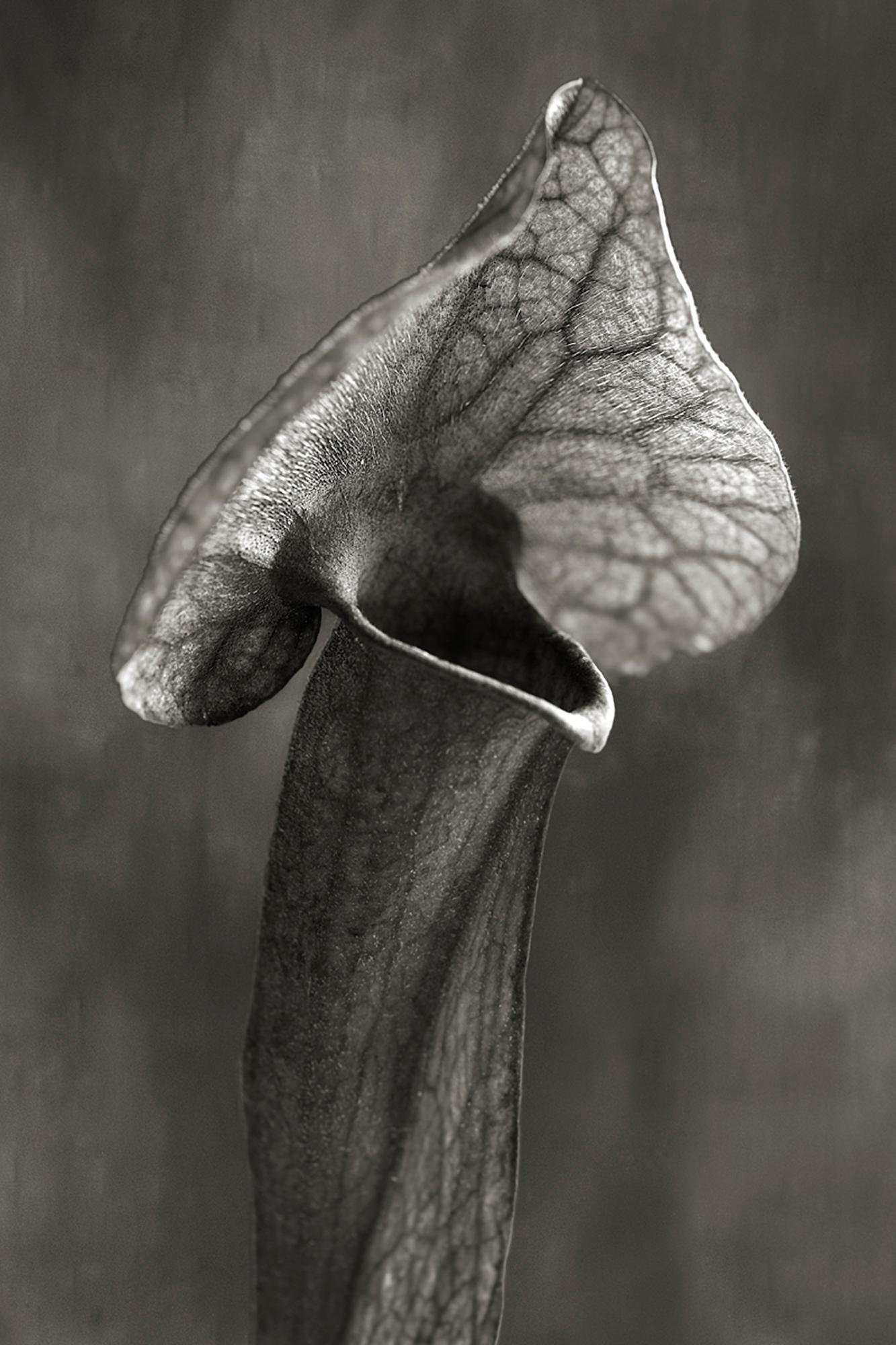 Beth Moon Still-Life Photograph - Trumpet Plant