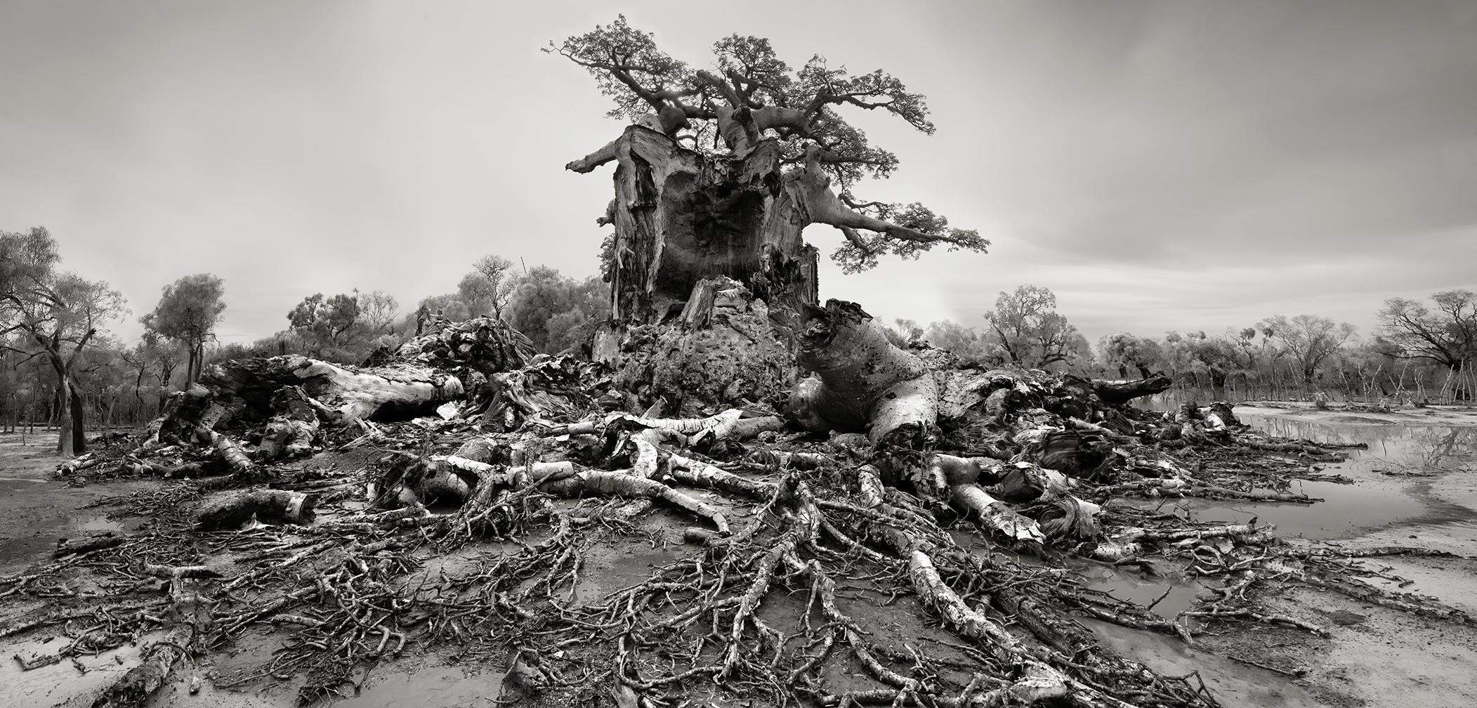 Beth Moon Black and White Photograph – TSITAKAKOIKE, Andombiry-Wald