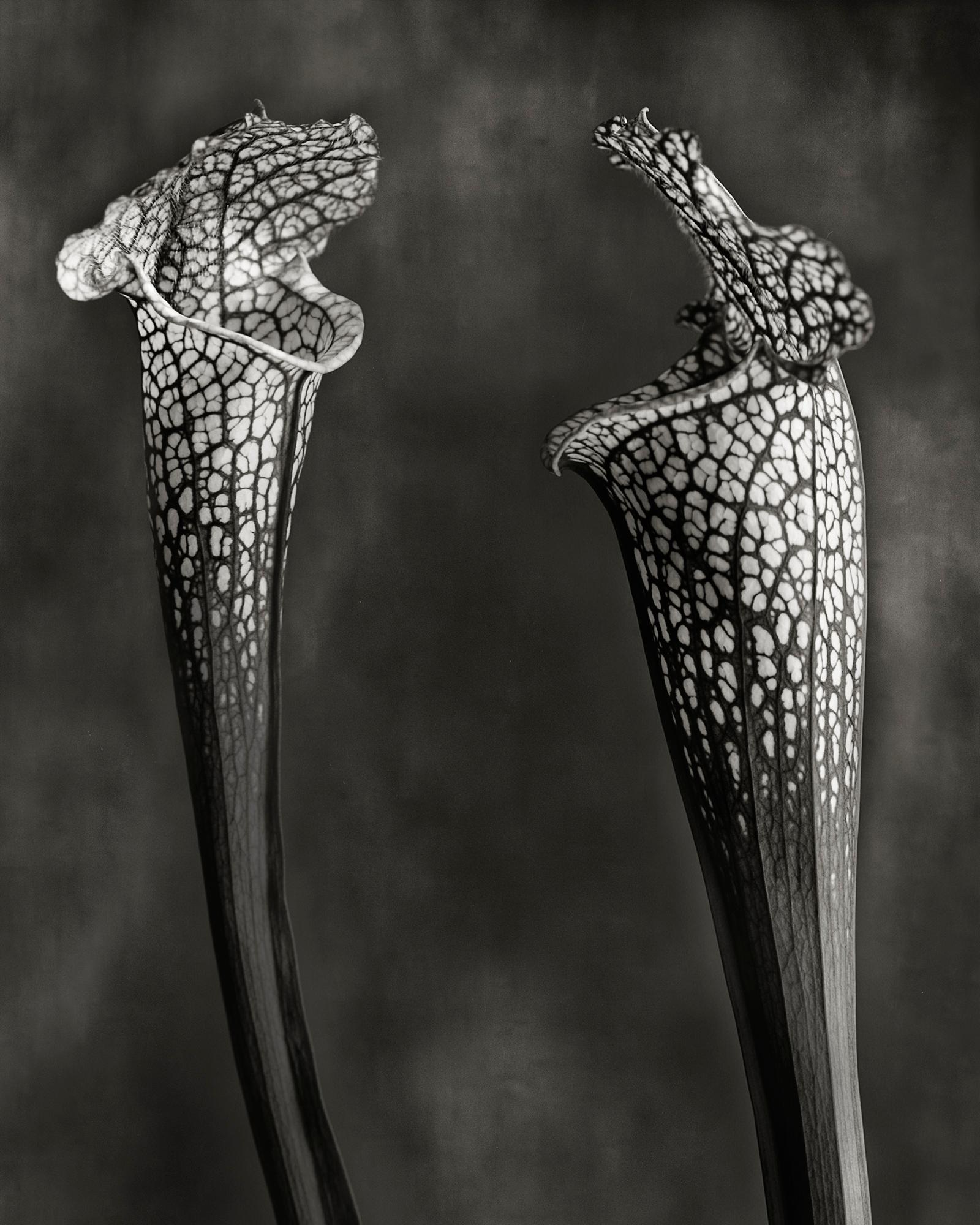 Black and White Photograph de Beth Moon - Plantas de trompeta blanca