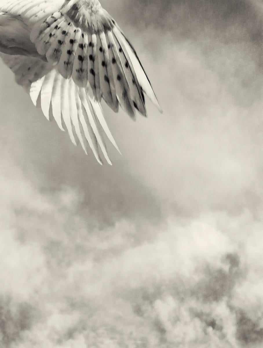 Animal Print Beth Moon - Les ailes, photographie à tirage limité, signée, tirage platine/palladium