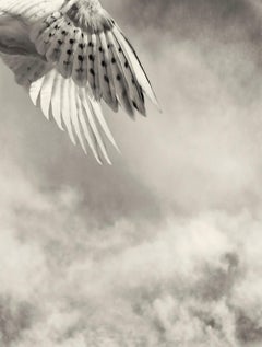 Wings, limited edition photograph, signed, Platinum/Palladium Print