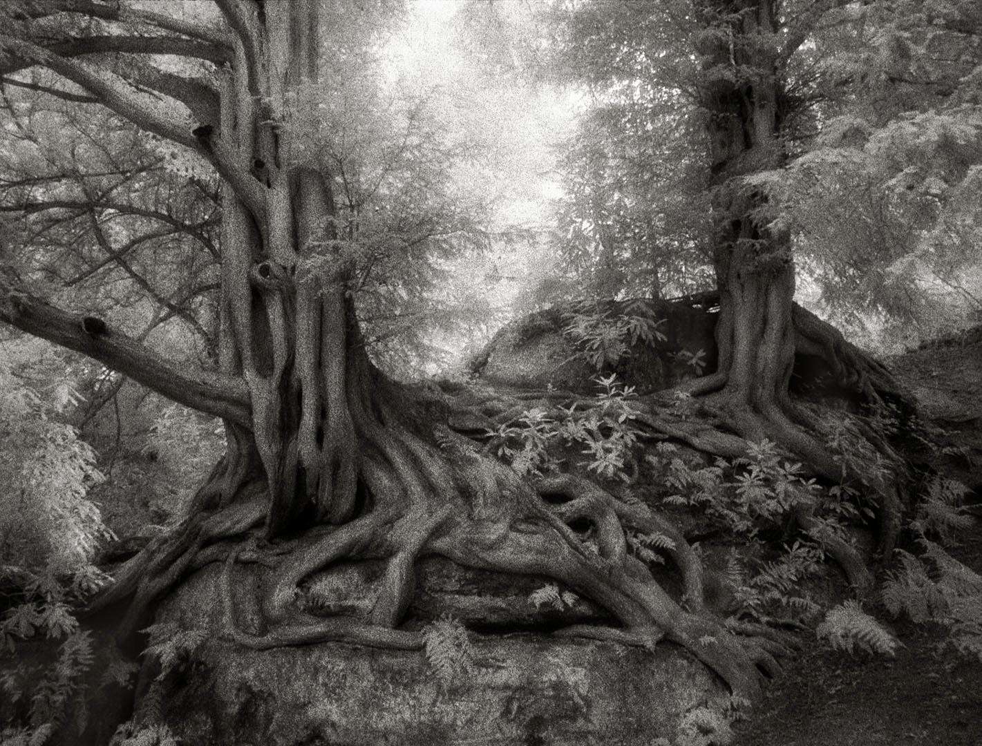 Yews of Wakehurst (Yeux de Wakehurst