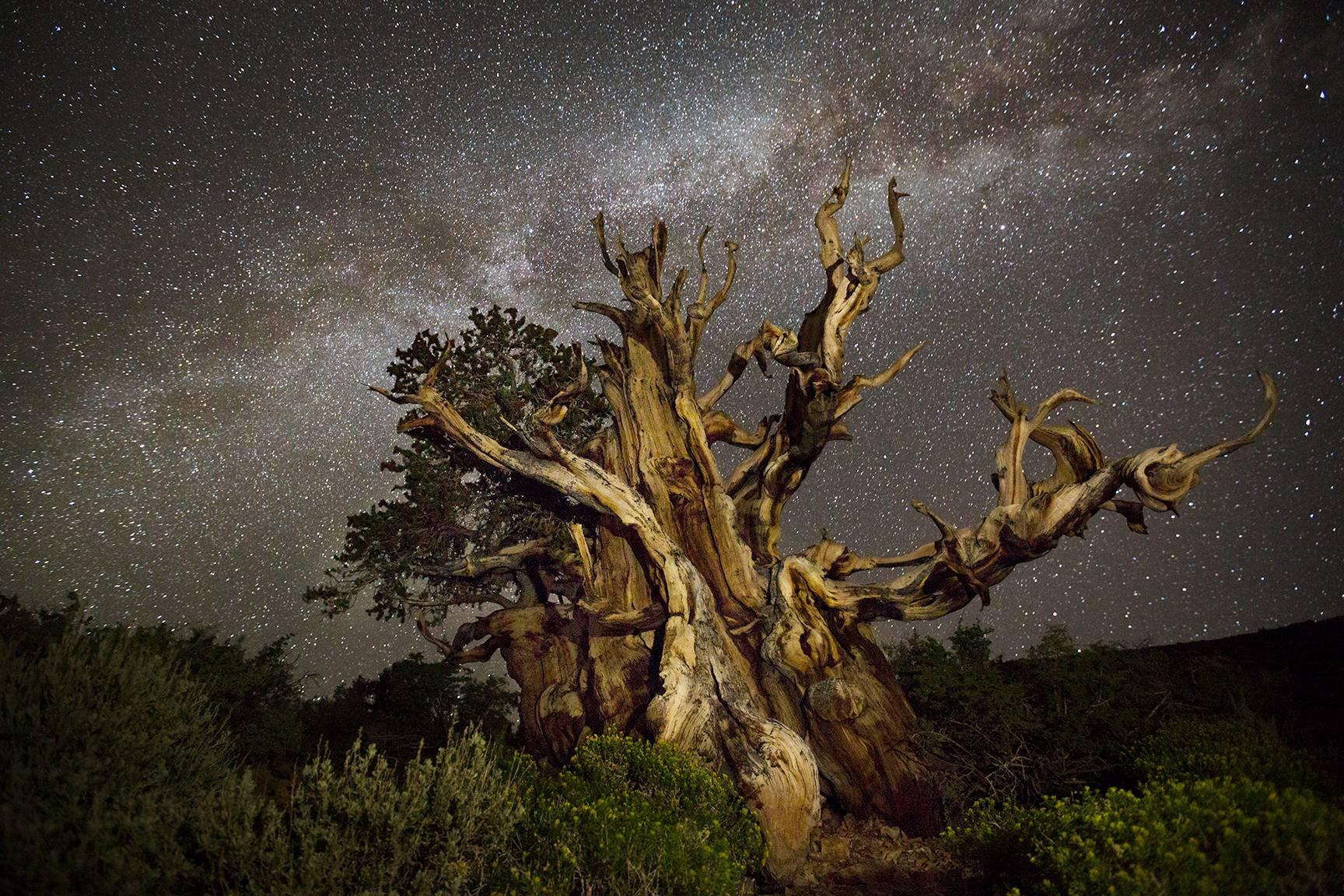 Beth Moon Color Photograph - Zibal