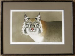 Bobcat (Rufus)