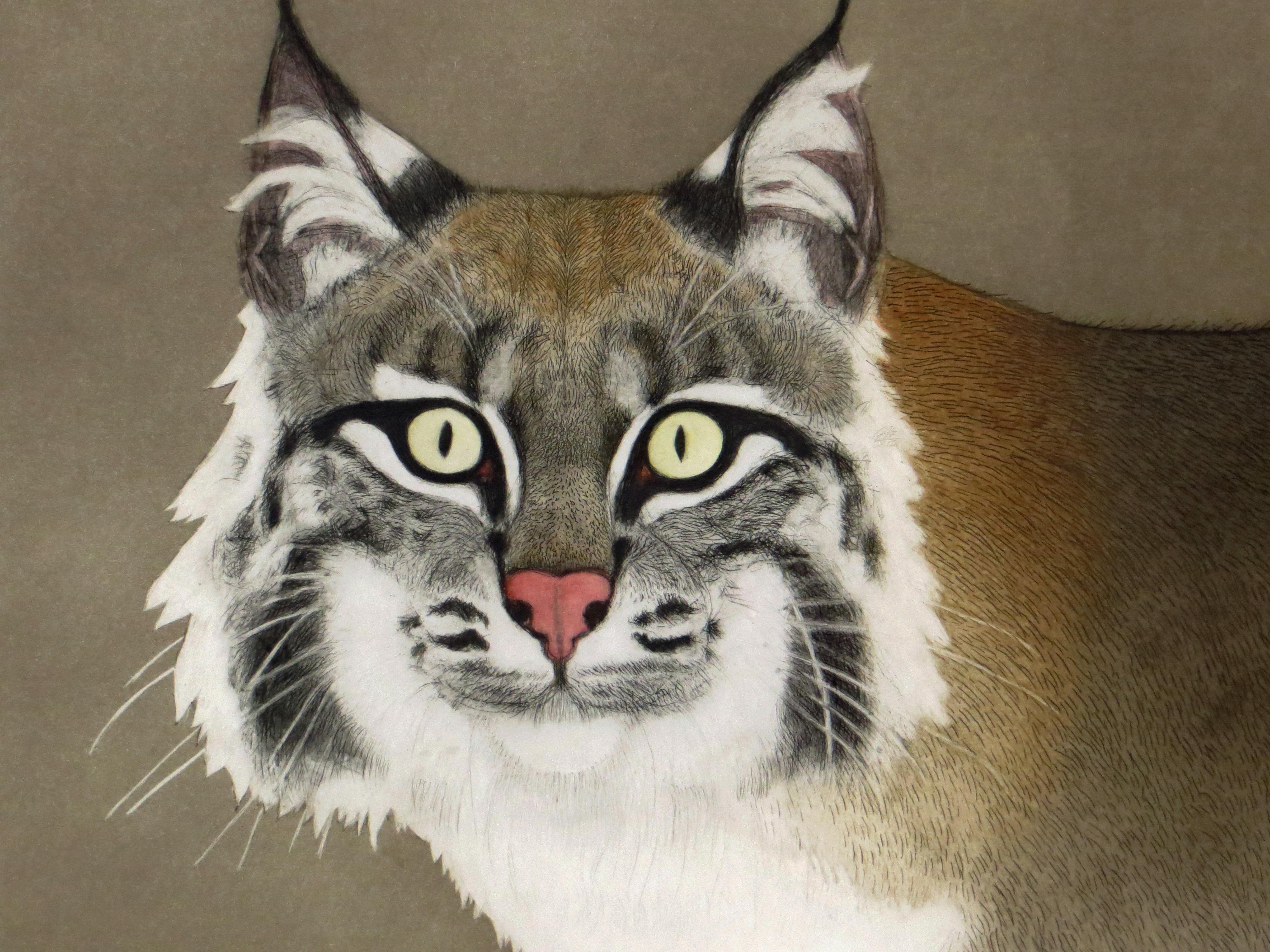 Bobcat (Rufus) - Realist Print by Beth van Hoesen