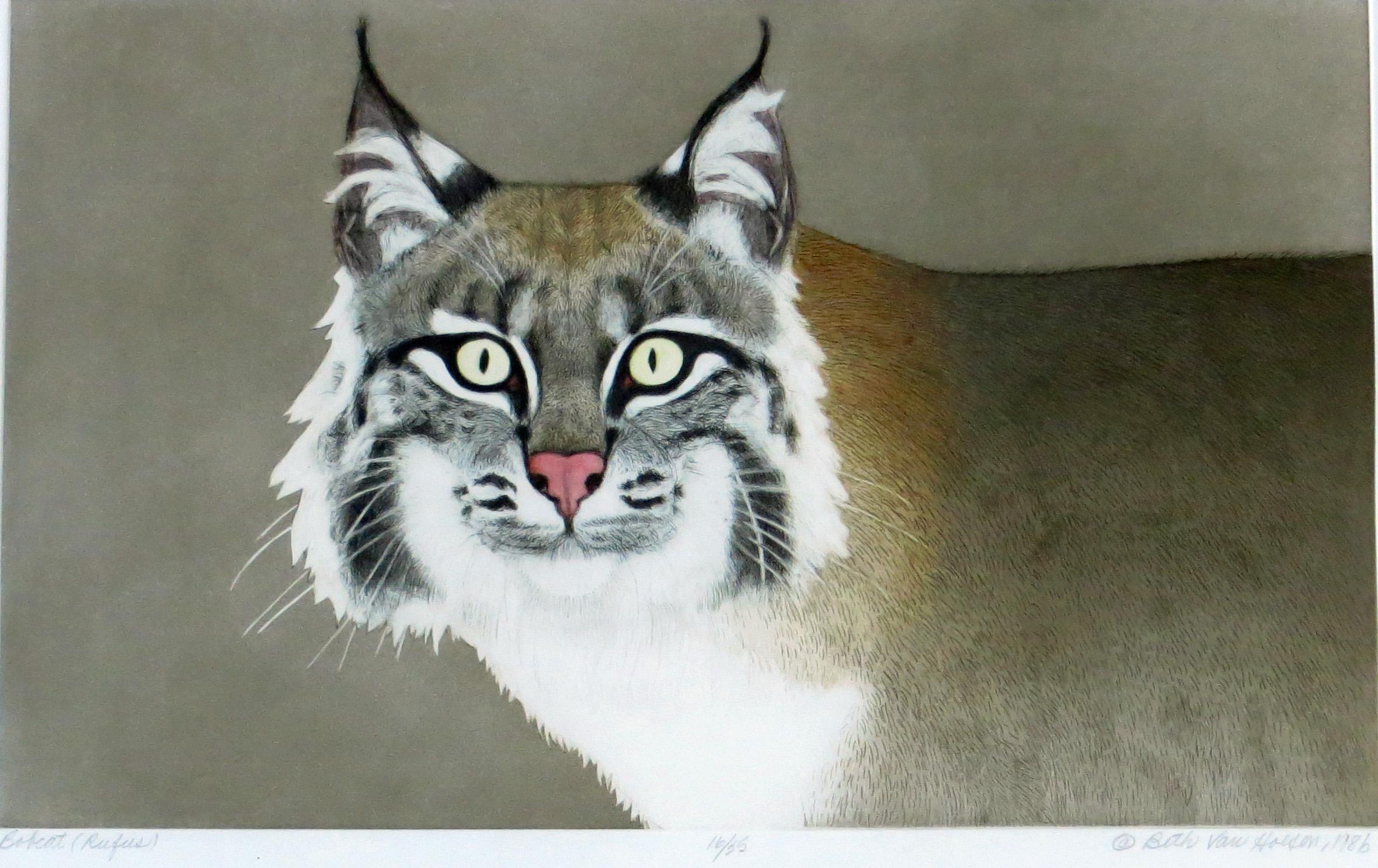 Bobcat (Rufus) - Brown Animal Print by Beth van Hoesen