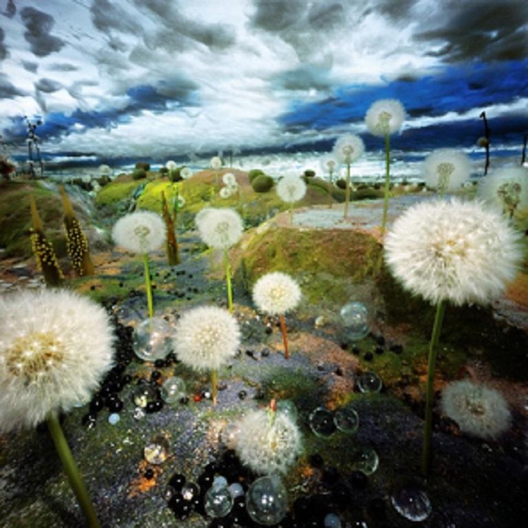 Bethany de Forest Color Photograph – Blaasbloemen Blow Flowers, Pinhole-Foto auf Dibond mit UV-festem Plexiglas