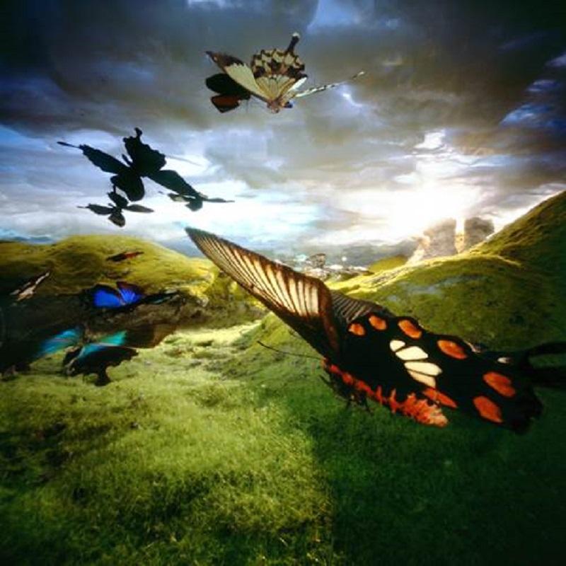 Bethany de Forest Color Photograph - Vlindertrek 2 Butterfly Flight Pinhole Photo on Dibond UV Resistant Plexiglass