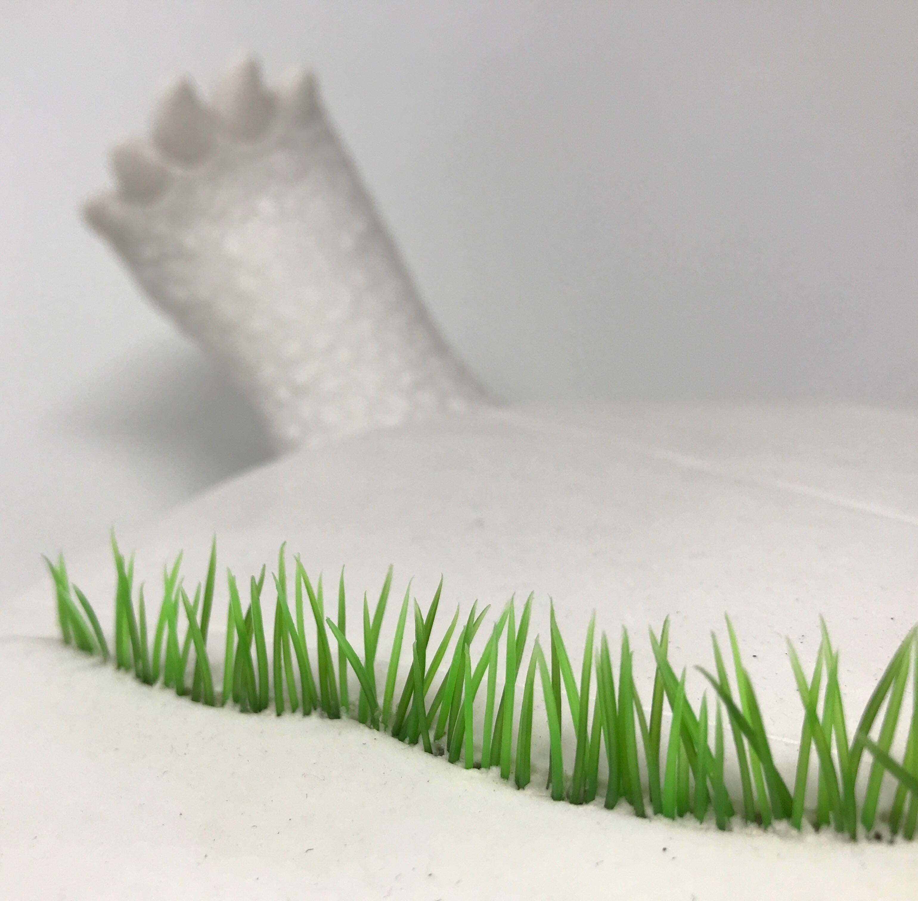 Porcelain Tortoise 