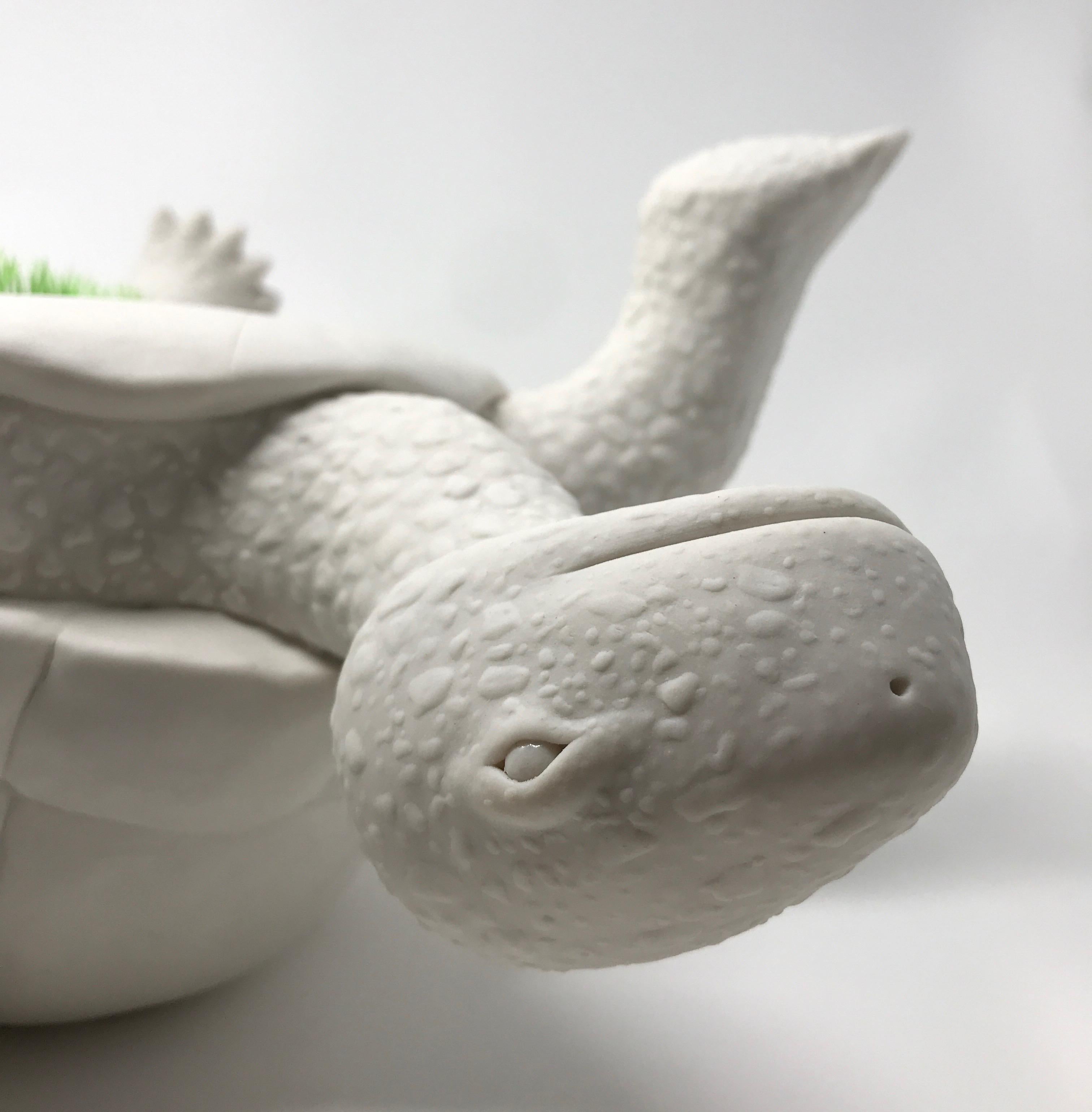 Porcelain Tortoise 