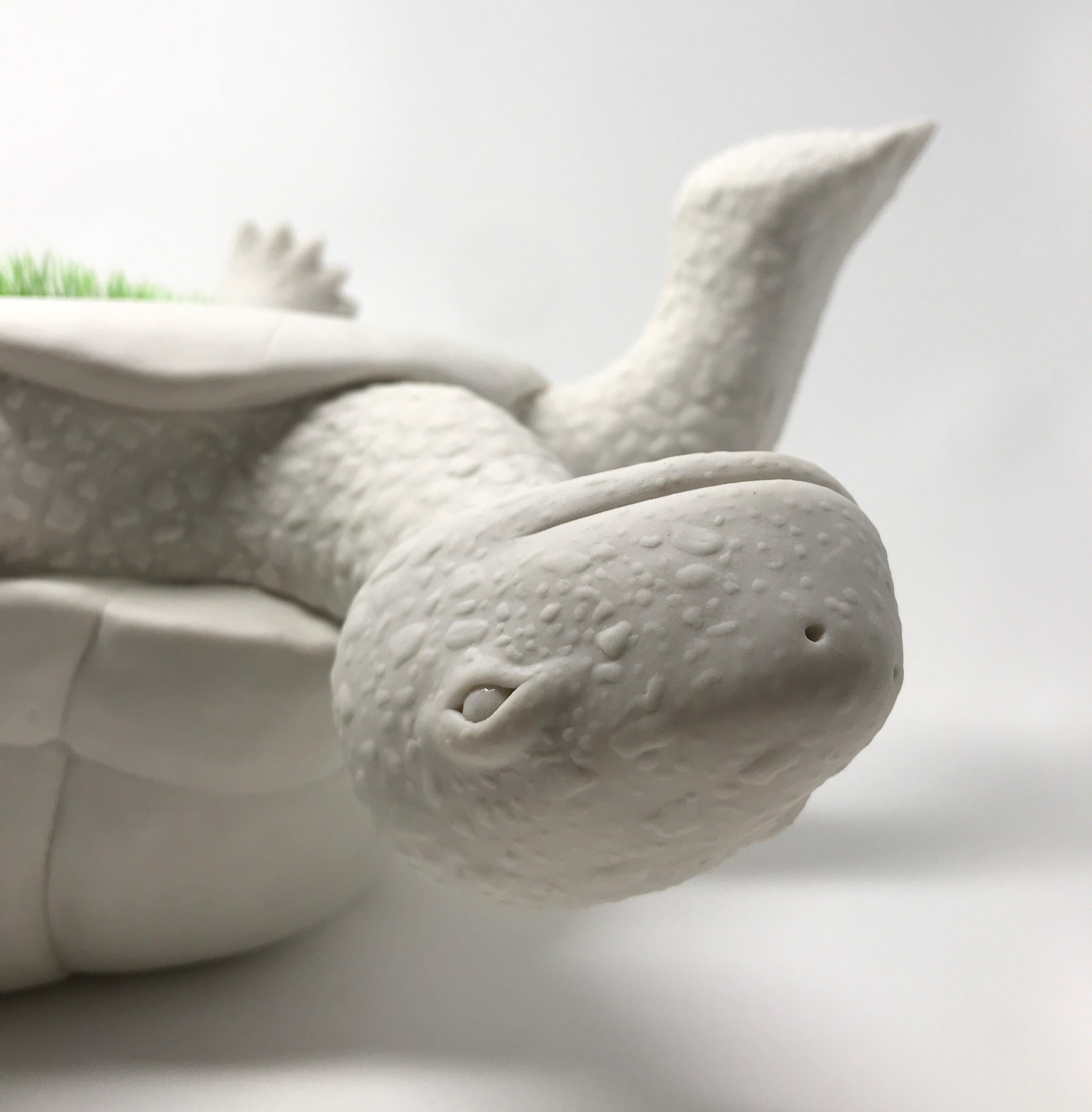 Porcelain Tortoise 