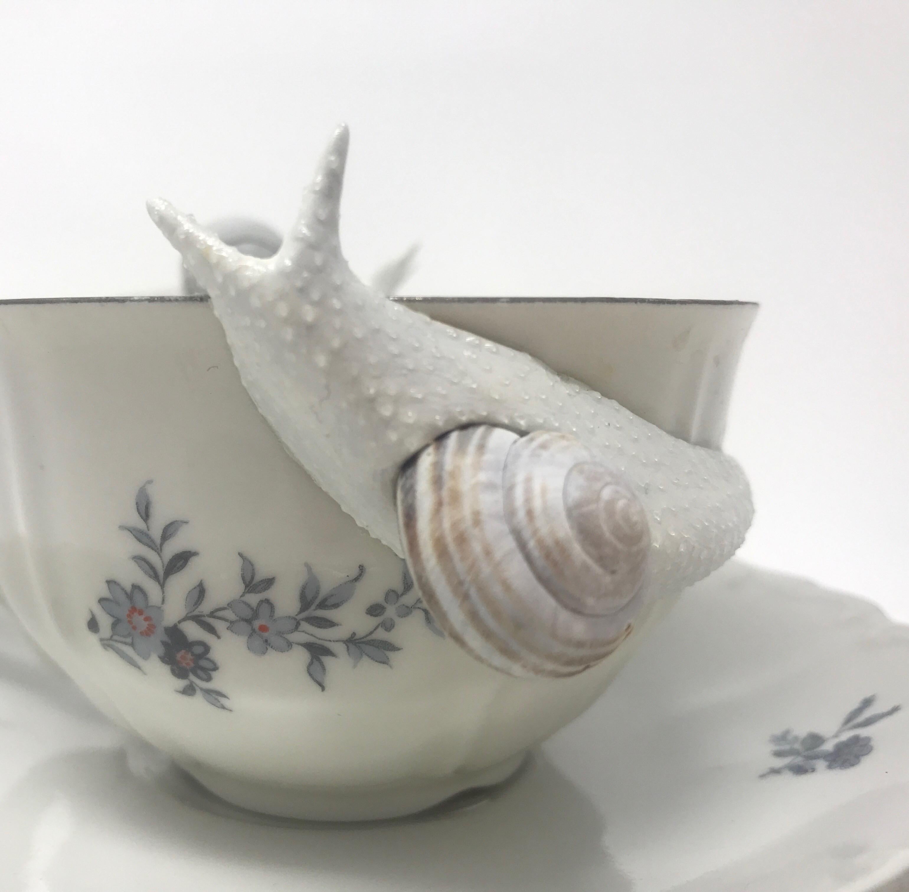 teacup snail