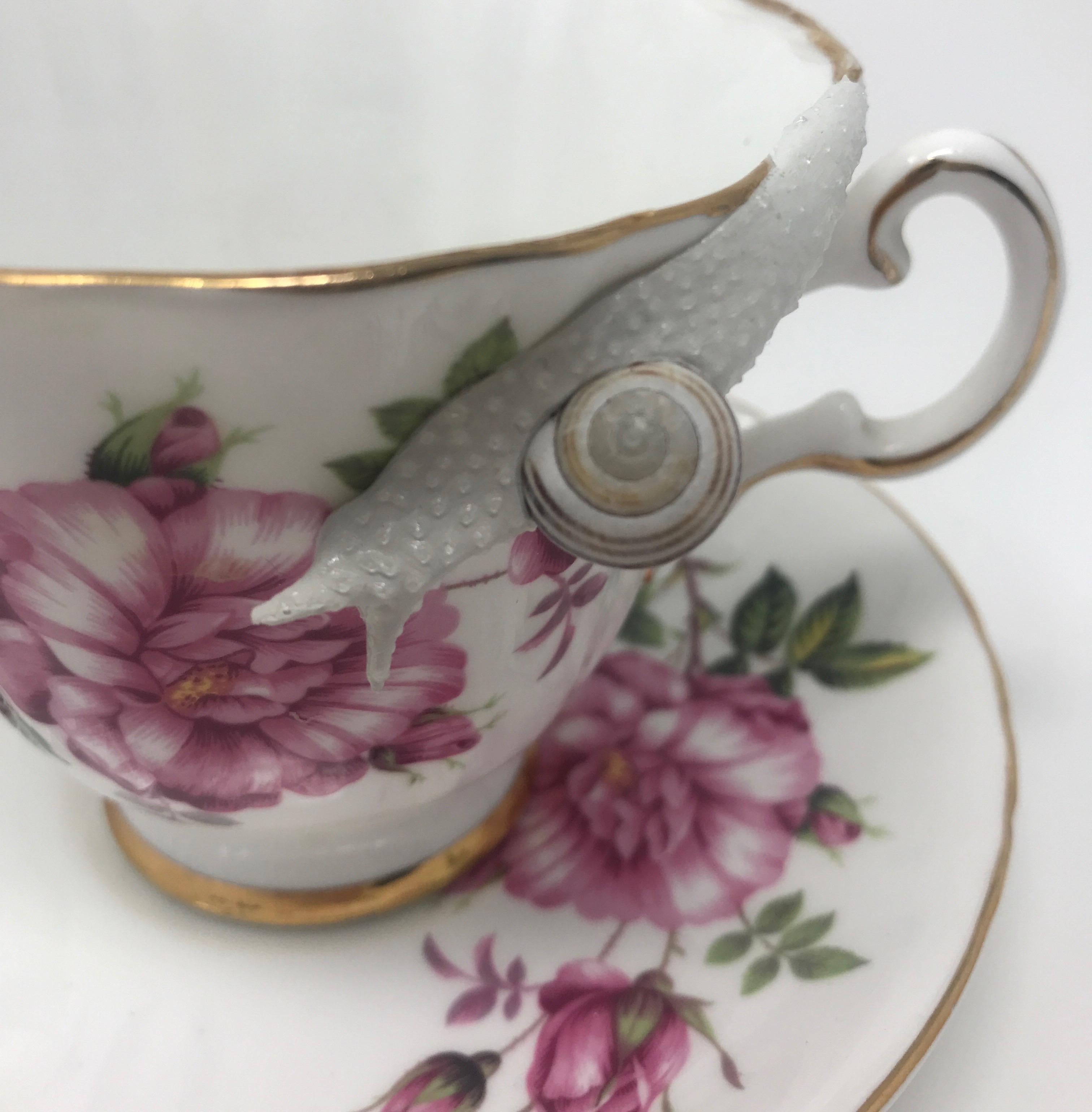 teacup snail