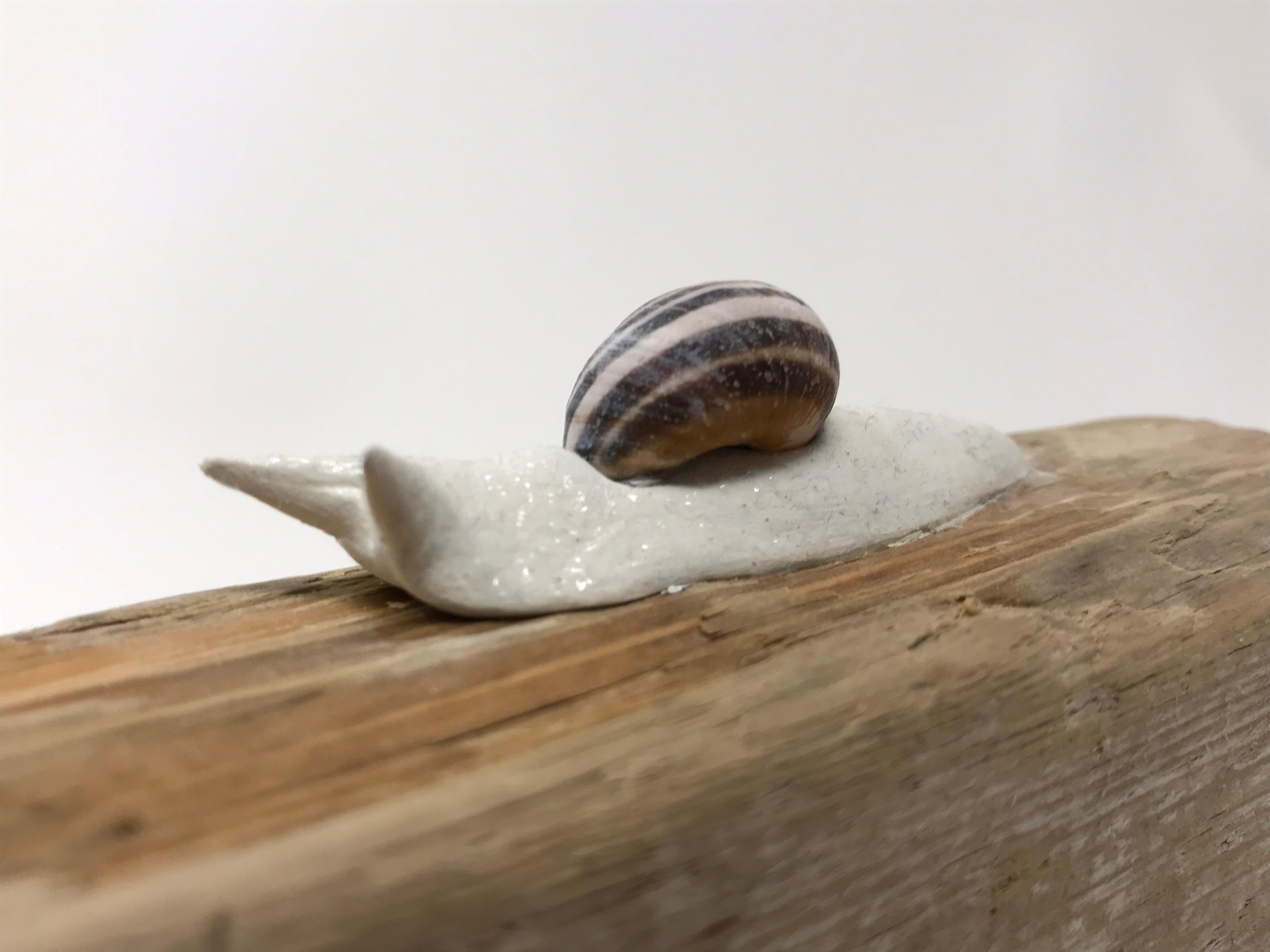 Snails On a Weathered Board “Traversing Weathered Wood” by Bethany Krull For Sale 3