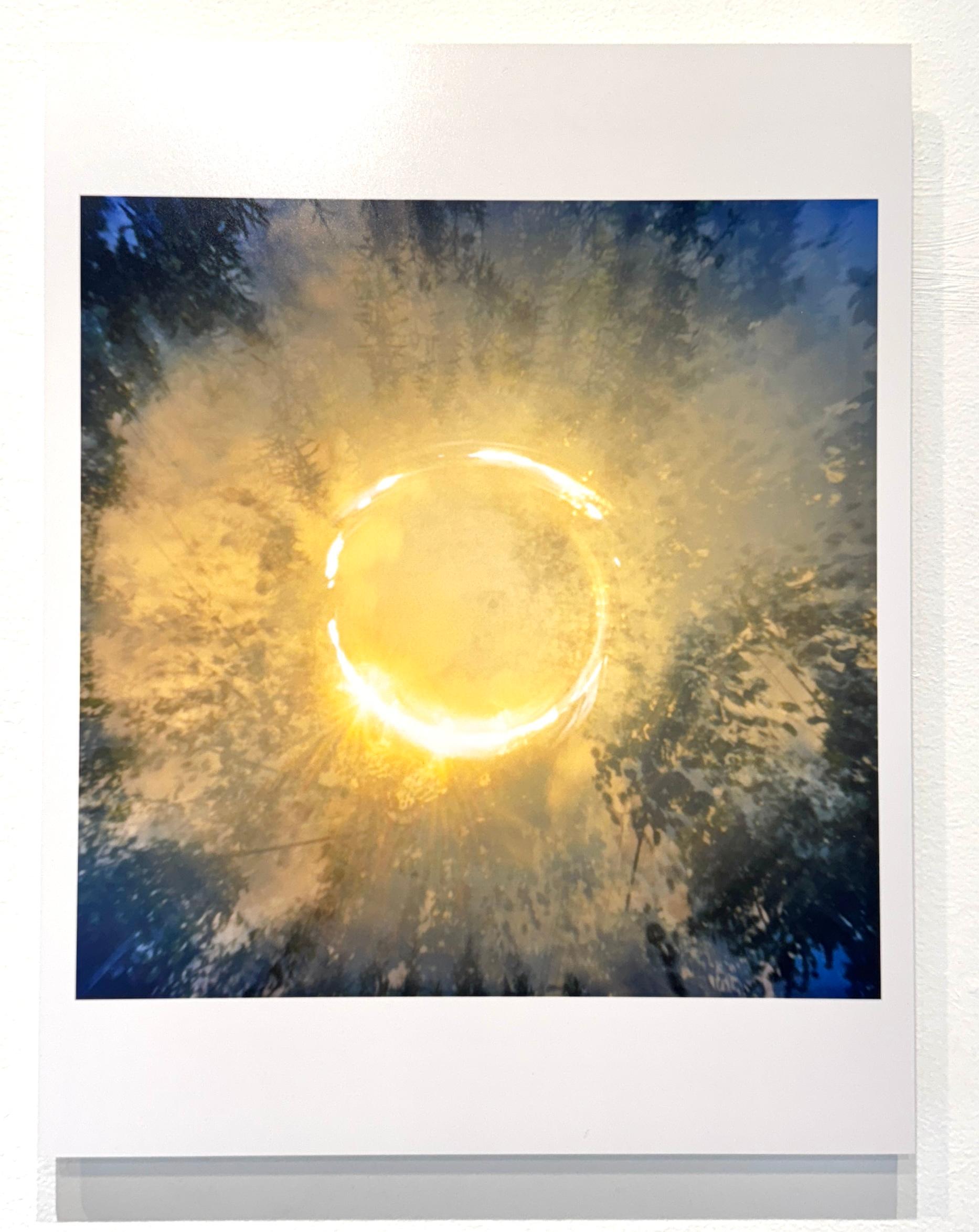 Farbfotografie der Sonne, Bäume, Natur, Landschaft, 2025 – Photograph von Betsy Kenyon