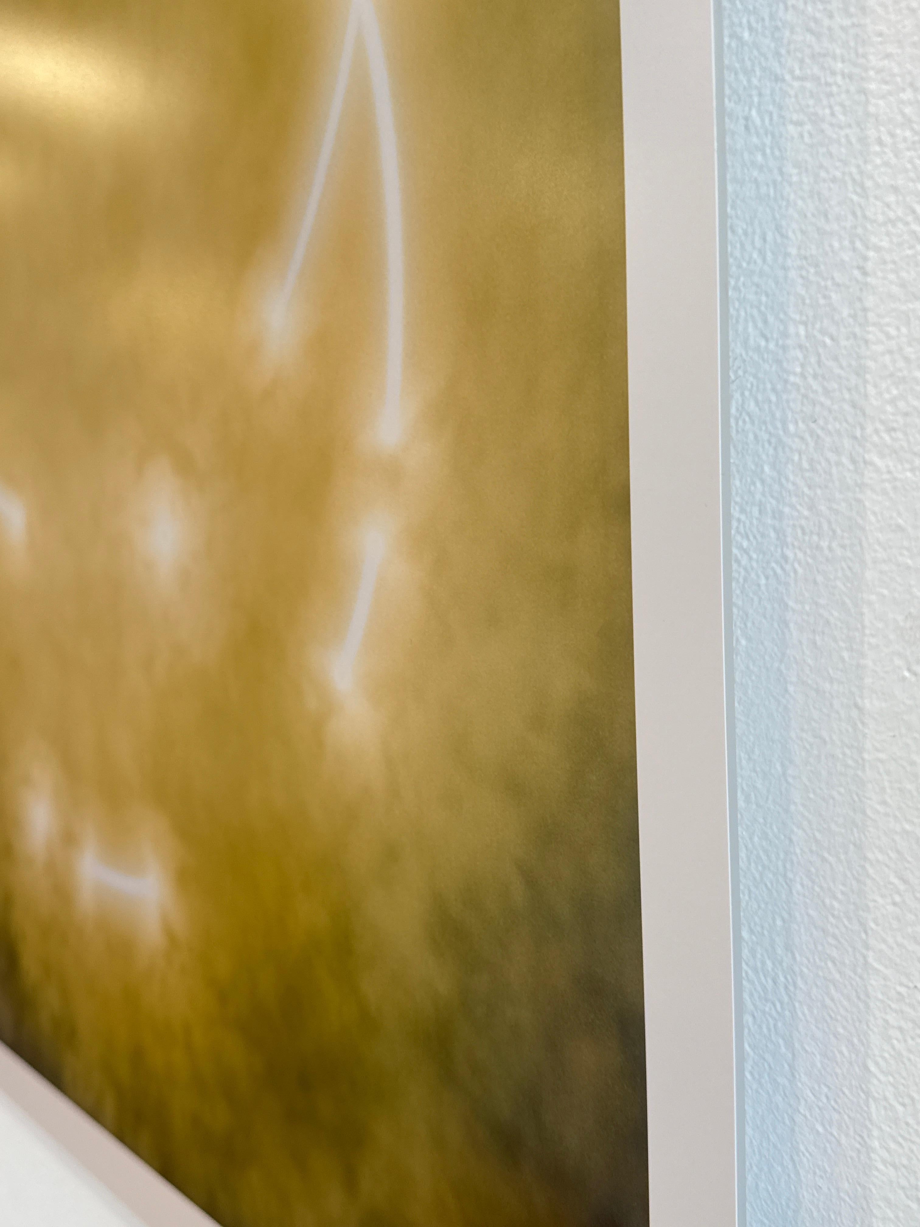 Limited Edition Color Photograph of the Sun, Trees, Nature, Landscape, 2025 For Sale 6