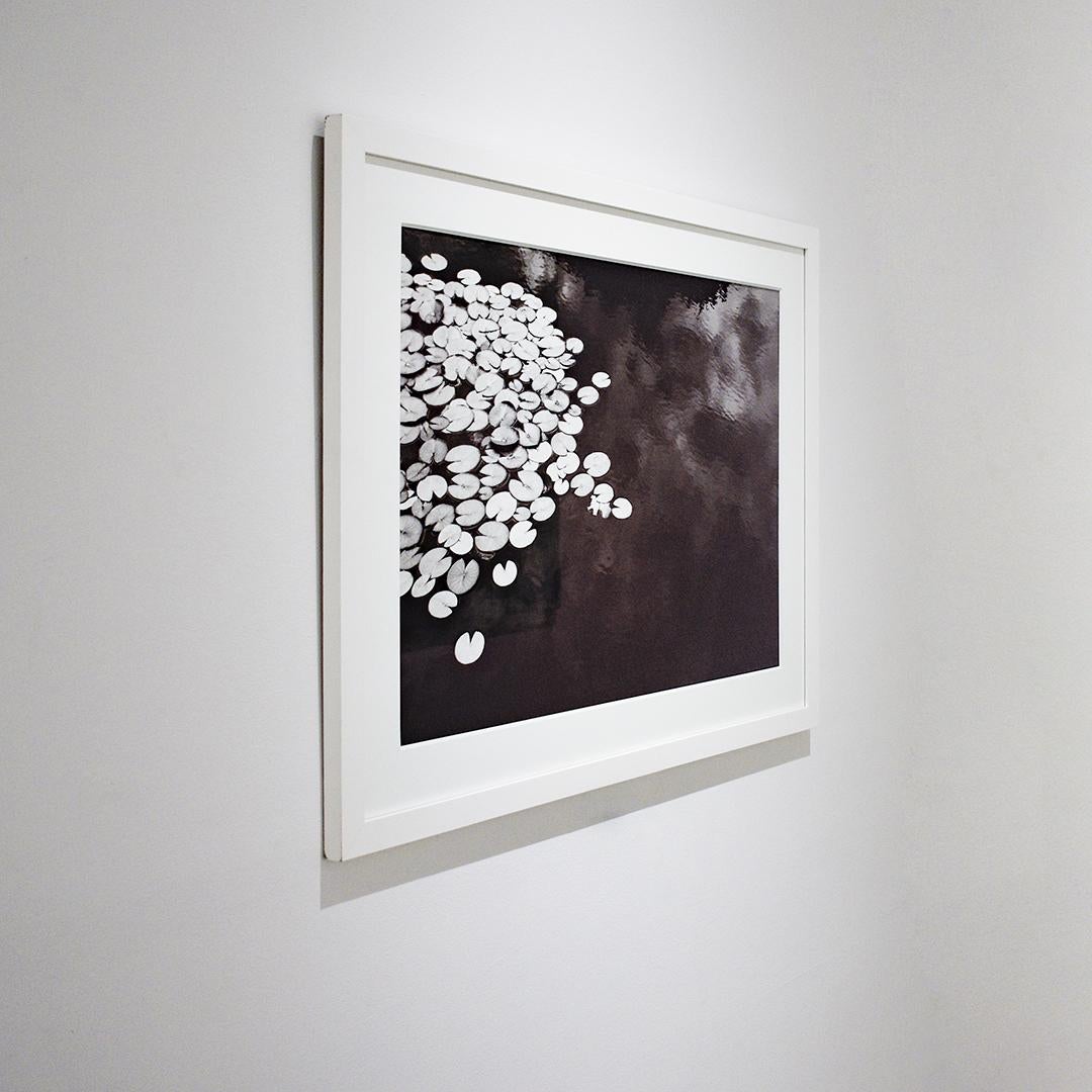 Dusk Lilies: gerahmter schwarzer und weißer Archivpigmentdruck auf Aquarellpapier (Zeitgenössisch), Photograph, von Betsy Weis