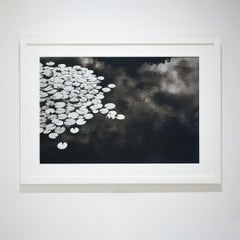 Dusk Lilies (Photographie de nature morte de paysage en noir et blanc représentant des lys d'eau)