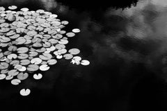 Dusk Lilies (Photographie de nature morte de paysage en noir et blanc représentant des lys d'eau)