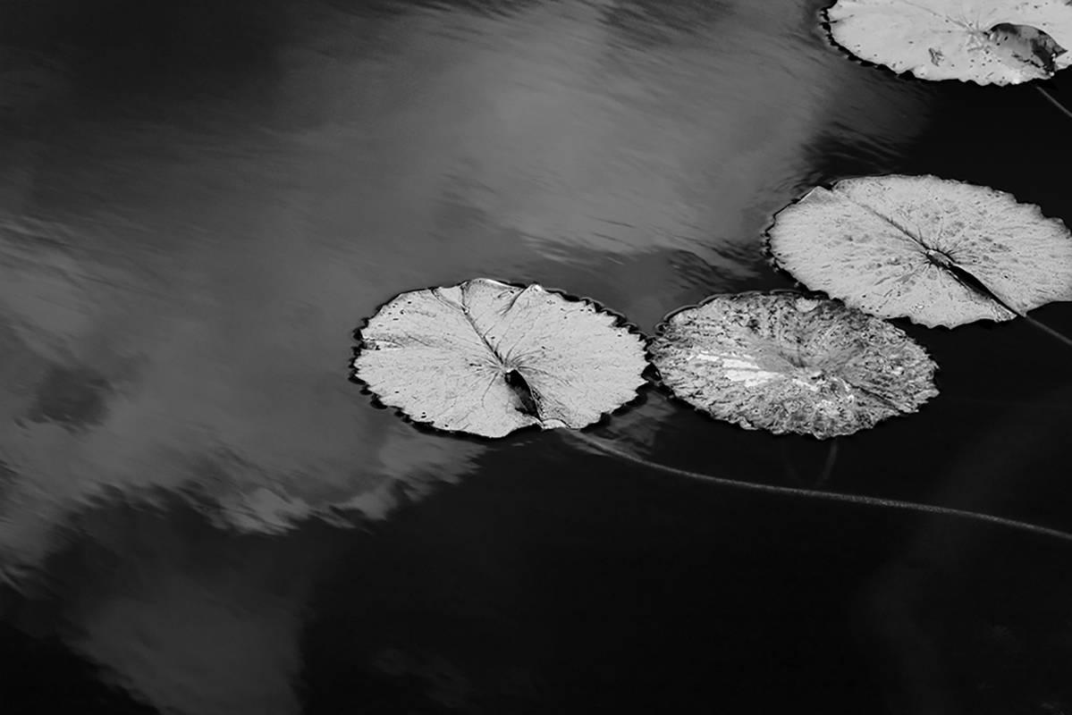 Black and White Photograph Betsy Weis - Fin de l'été (Paysage de nature morte réaliste en noir et blanc représentant des nénuphars sur l'eau)