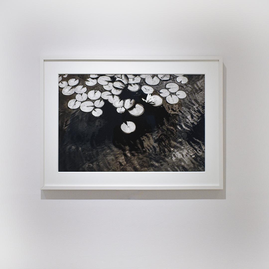 Lily Pond (Realist Black & White Landscape Photo of Floating Botanicals) - Photograph by Betsy Weis