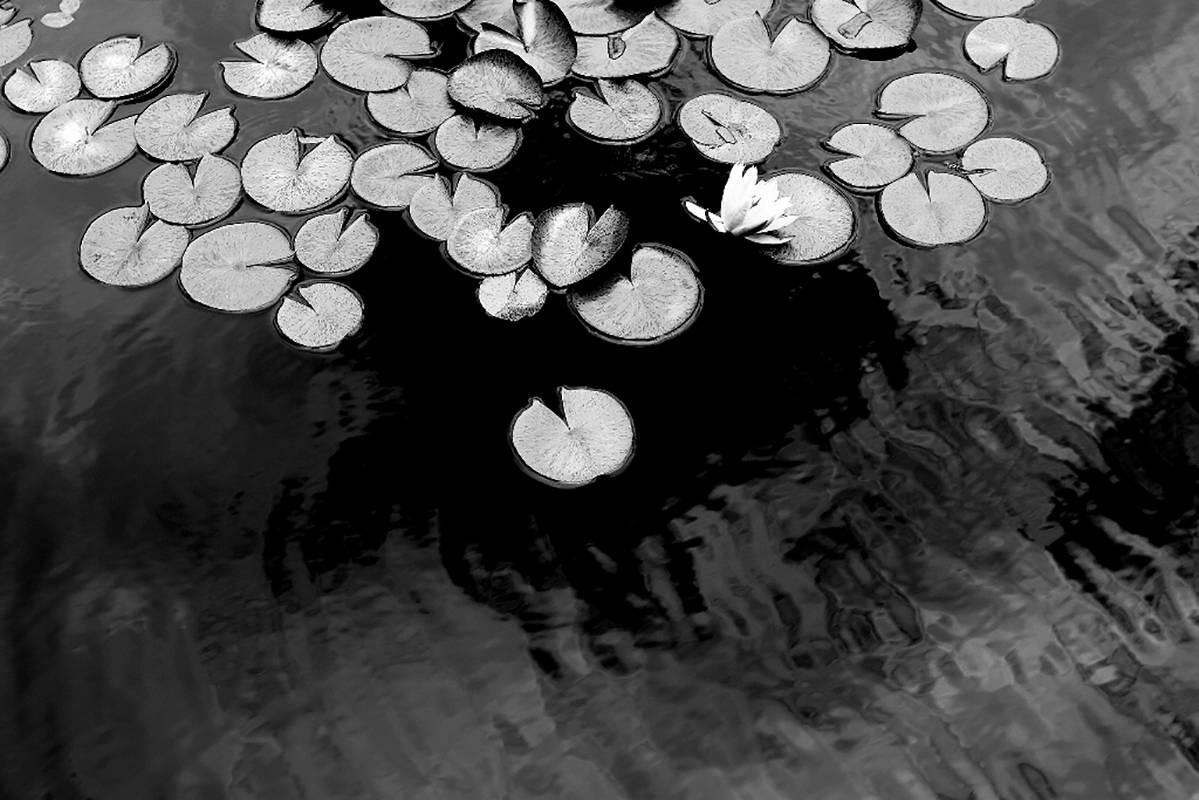 Betsy Weis Black and White Photograph - Lily Pond (Realist Black & White Landscape Photo of Floating Botanicals)