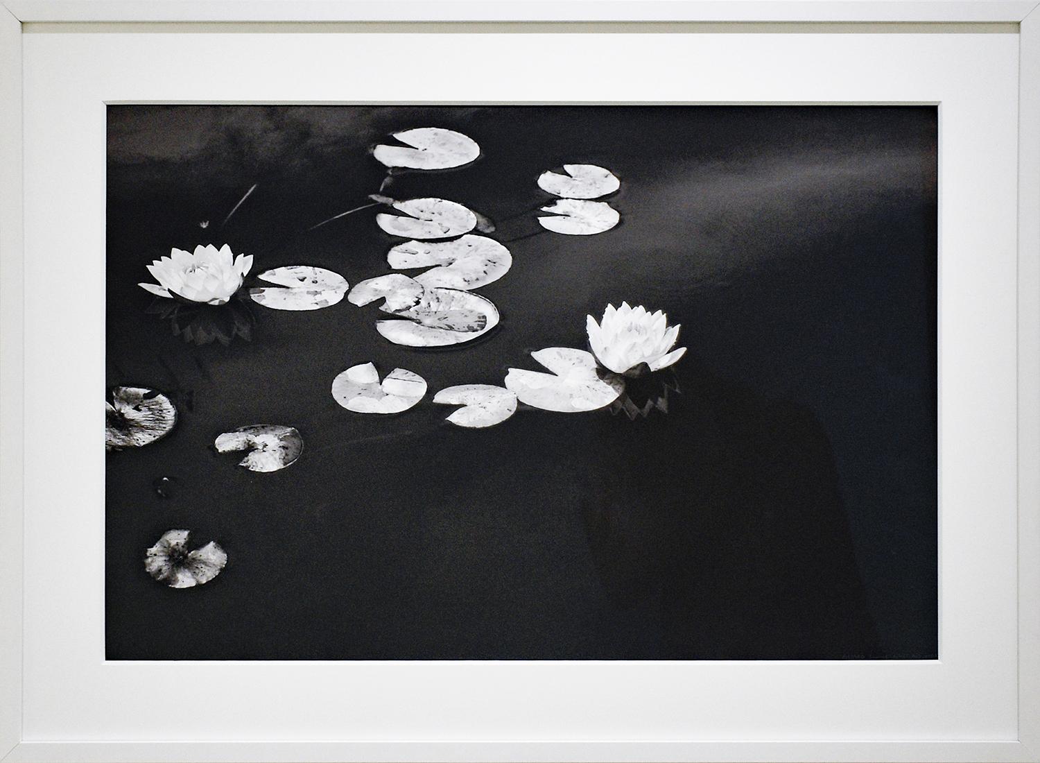 Summer Lilies (Photographie réaliste d'un paysage en noir et blanc de botaniques) - Noir Black and White Photograph par Betsy Weis