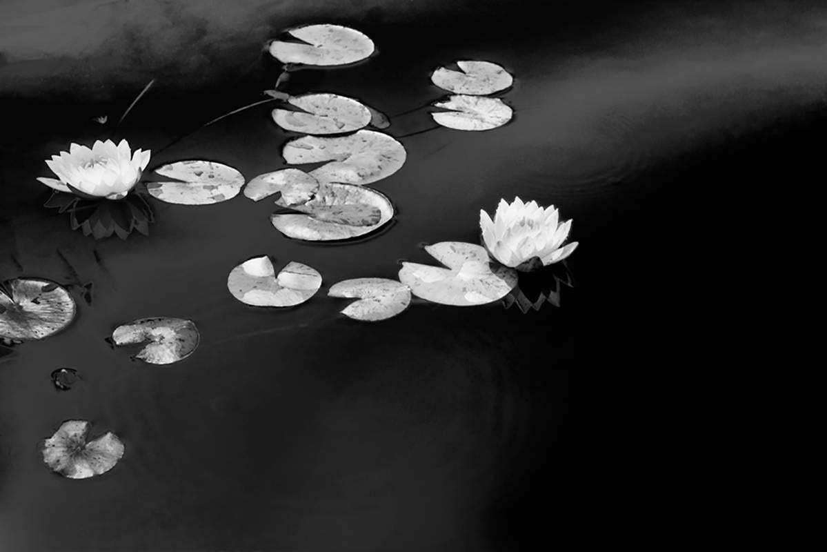 Black and White Photograph Betsy Weis - Summer Lilies (Photographie réaliste d'un paysage en noir et blanc de botaniques)
