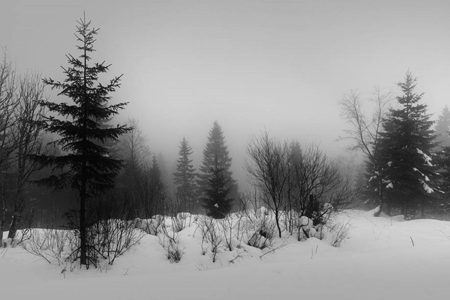 Trees And Mist Black And White Landscape Photo Of Forest In Winter In Finland