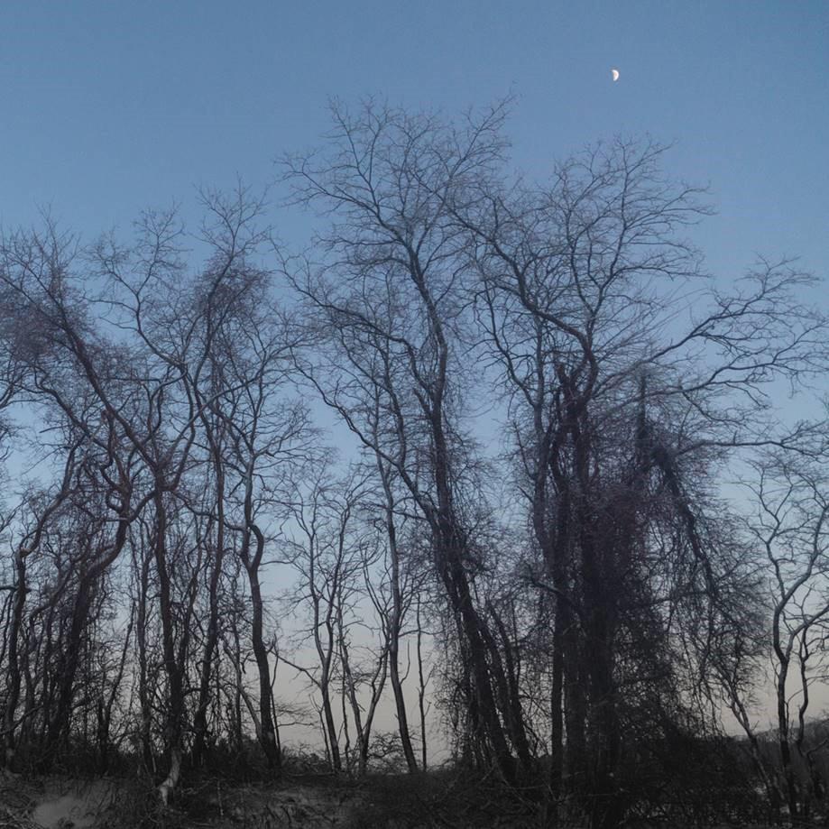 Betsy Weis Landscape Photograph – Trees and Moonlit Sky (Archivalischer Tintenstrahldruck auf Aquarellpapier)