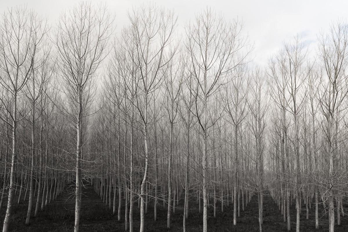 Betsy Weis Landscape Photograph - Trees in Rows (Black and White Archival Inkjet Print of a Birch Tree Forest)