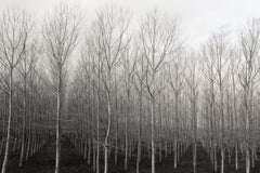 Trees in Rows (impression à jet d'encre d'archives en noir et blanc d'une forêt de bouleaux)