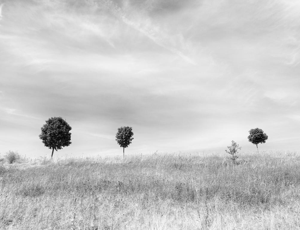 Black and White Photograph Betsy Weis - Trees in the distance (Gravure à jet d'encre d'archives en noir et blanc d'une moine)