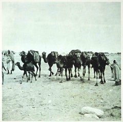 Tunisian Camels - Photolithograph by Bettino Craxi - 1990s