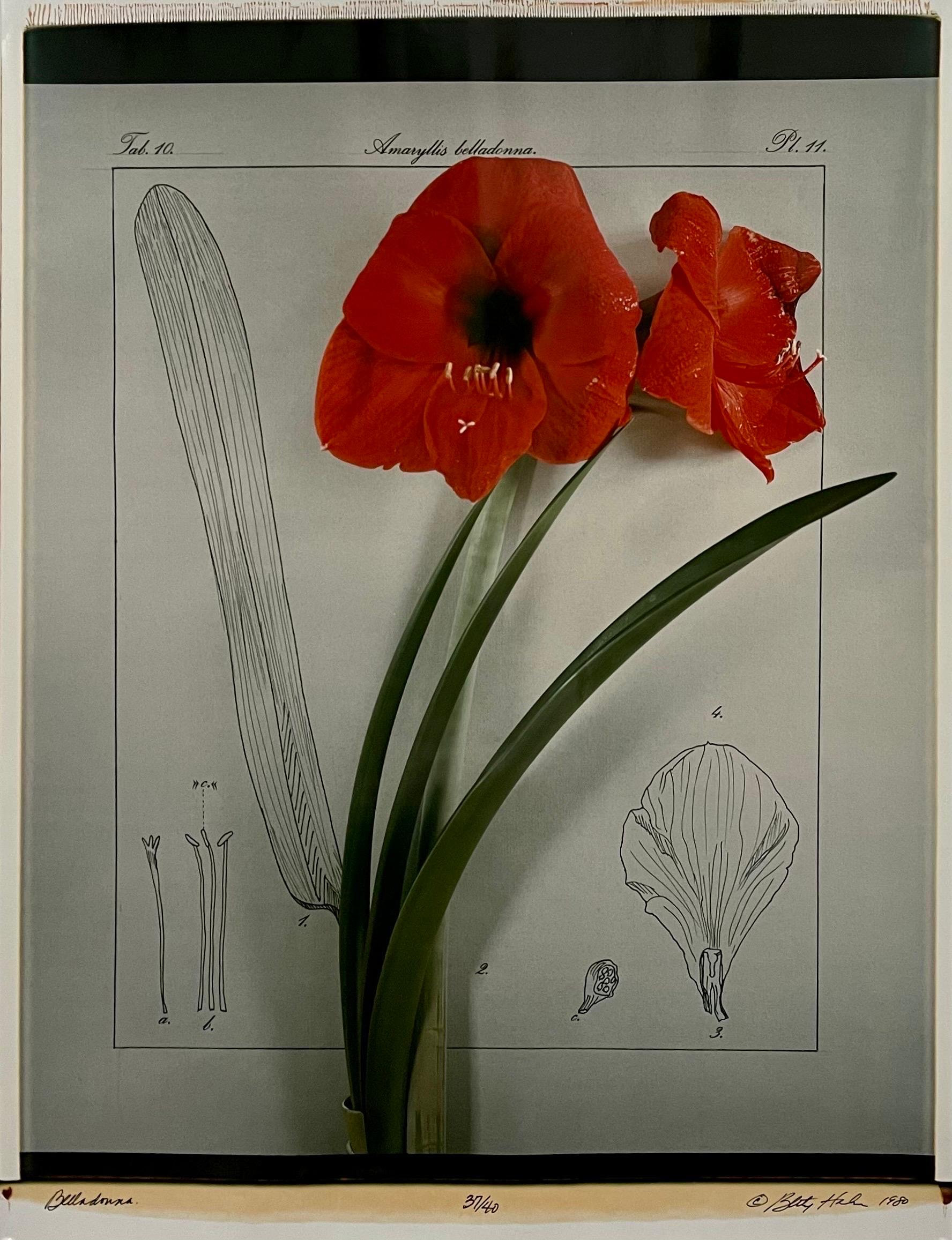 Large Format Polaroid Photograph Still Life Color Photo Dye Print Betty Hahn Art For Sale 9