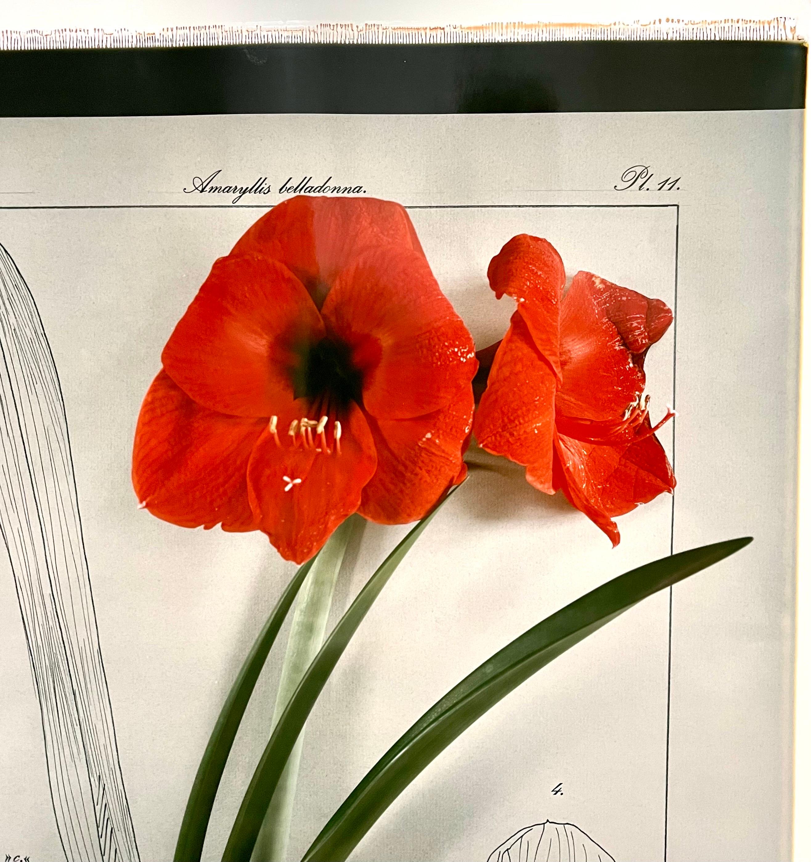 amaryllis economou