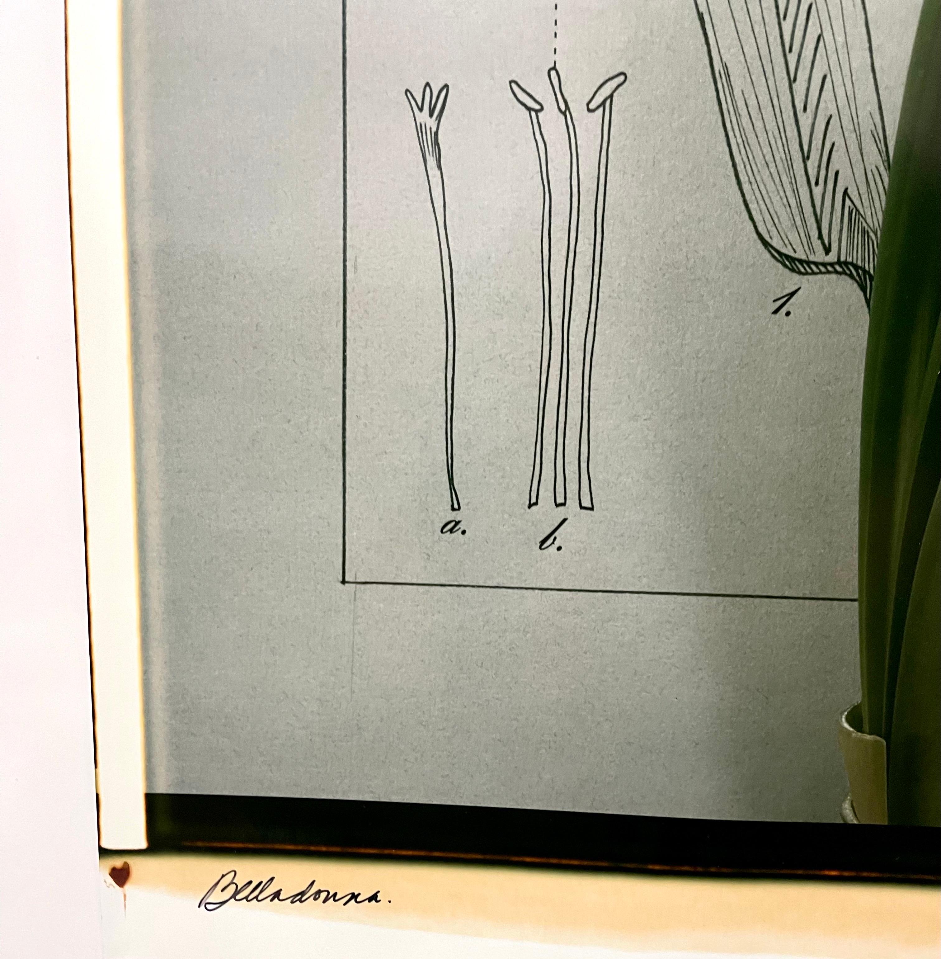 Large Format Polaroid Photograph Still Life Color Photo Dye Print Betty Hahn Art For Sale 2