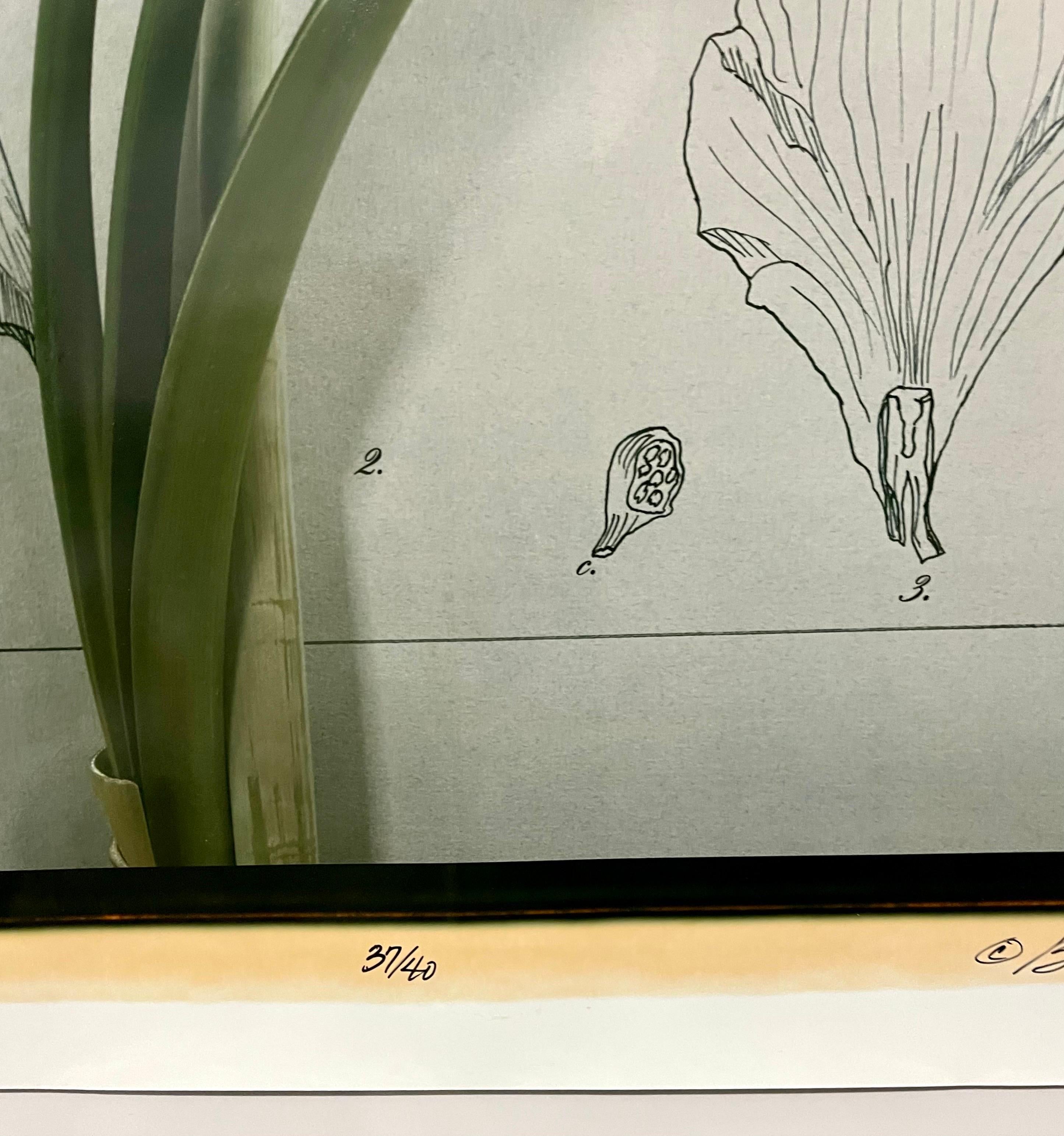 Large Format Polaroid Photograph Still Life Color Photo Dye Print Betty Hahn Art For Sale 3