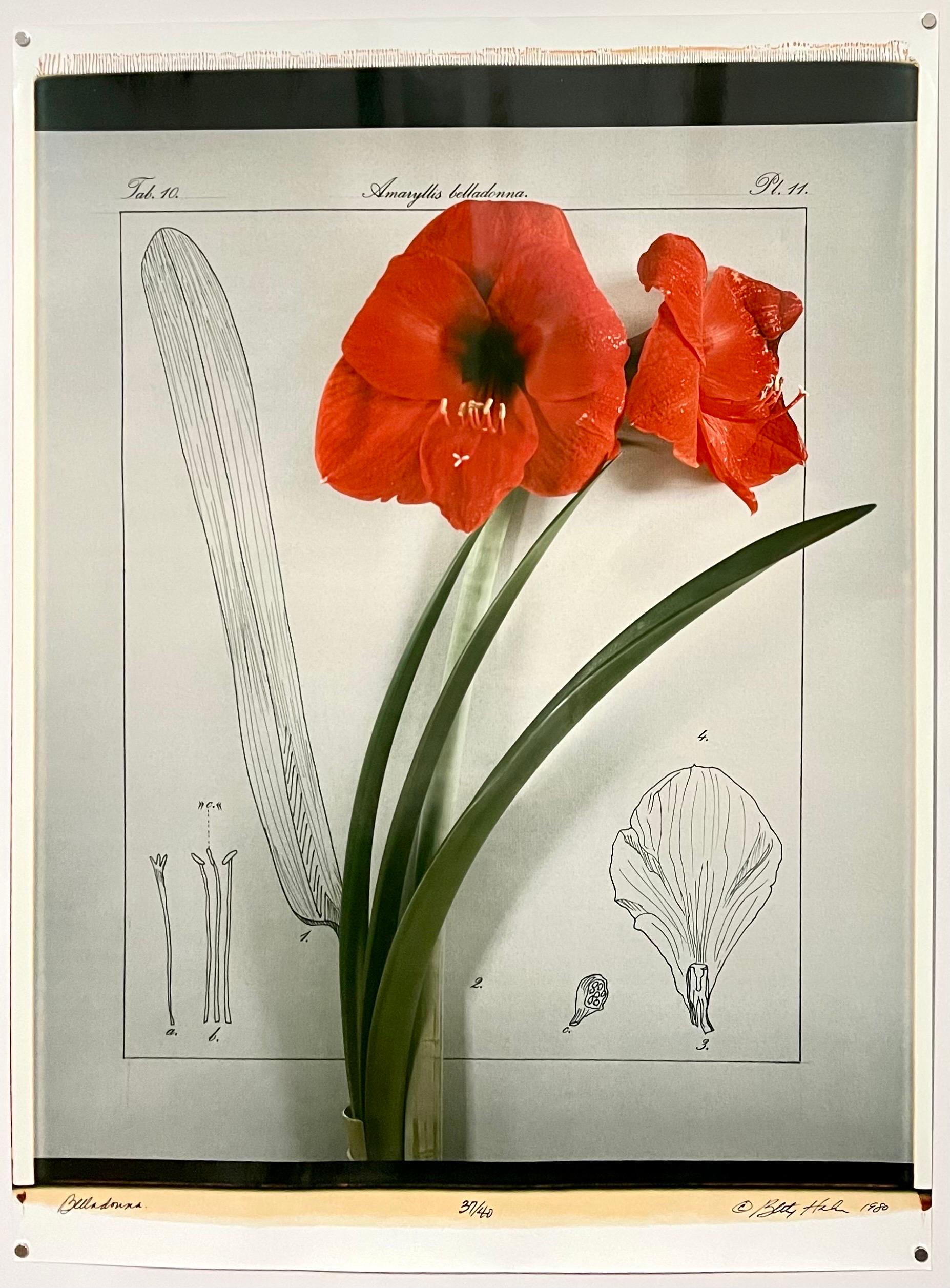 Large Format Polaroid Photograph Still Life Color Photo Dye Print Betty Hahn Art For Sale 5