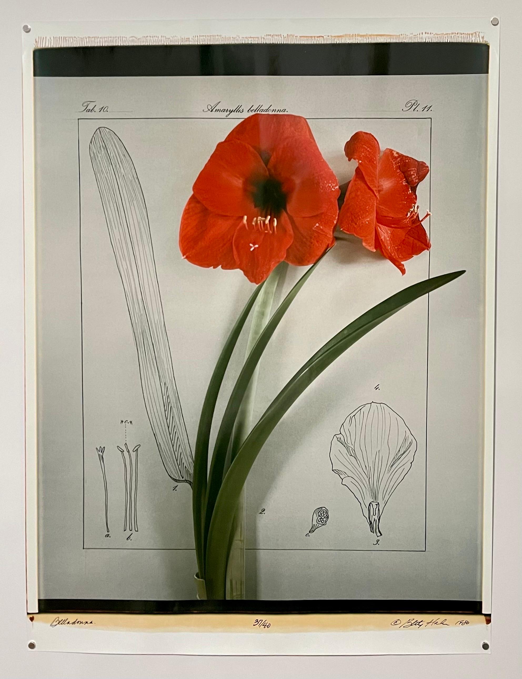Large Format Polaroid Photograph Still Life Color Photo Dye Print Betty Hahn Art For Sale 6