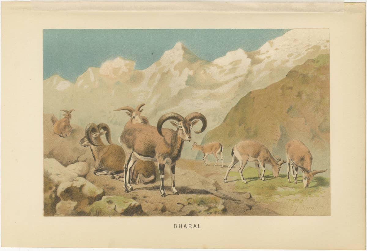 Bharal (Blue Sheep) – Antique Himalayan Wildlife Chromolithograph, 1894