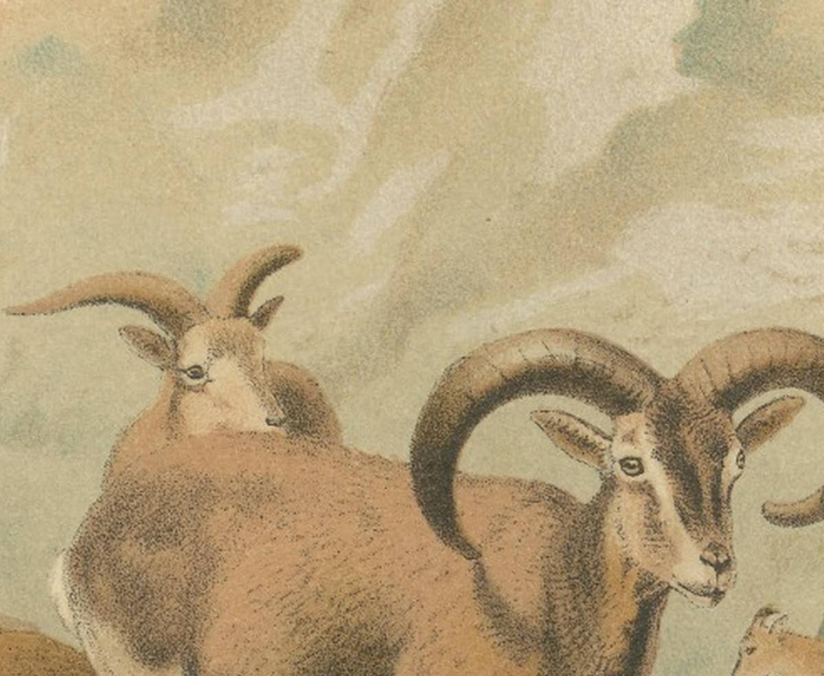 Bharal (Blue Sheep) – Antique Himalayan Wildlife Chromolithograph, 1894