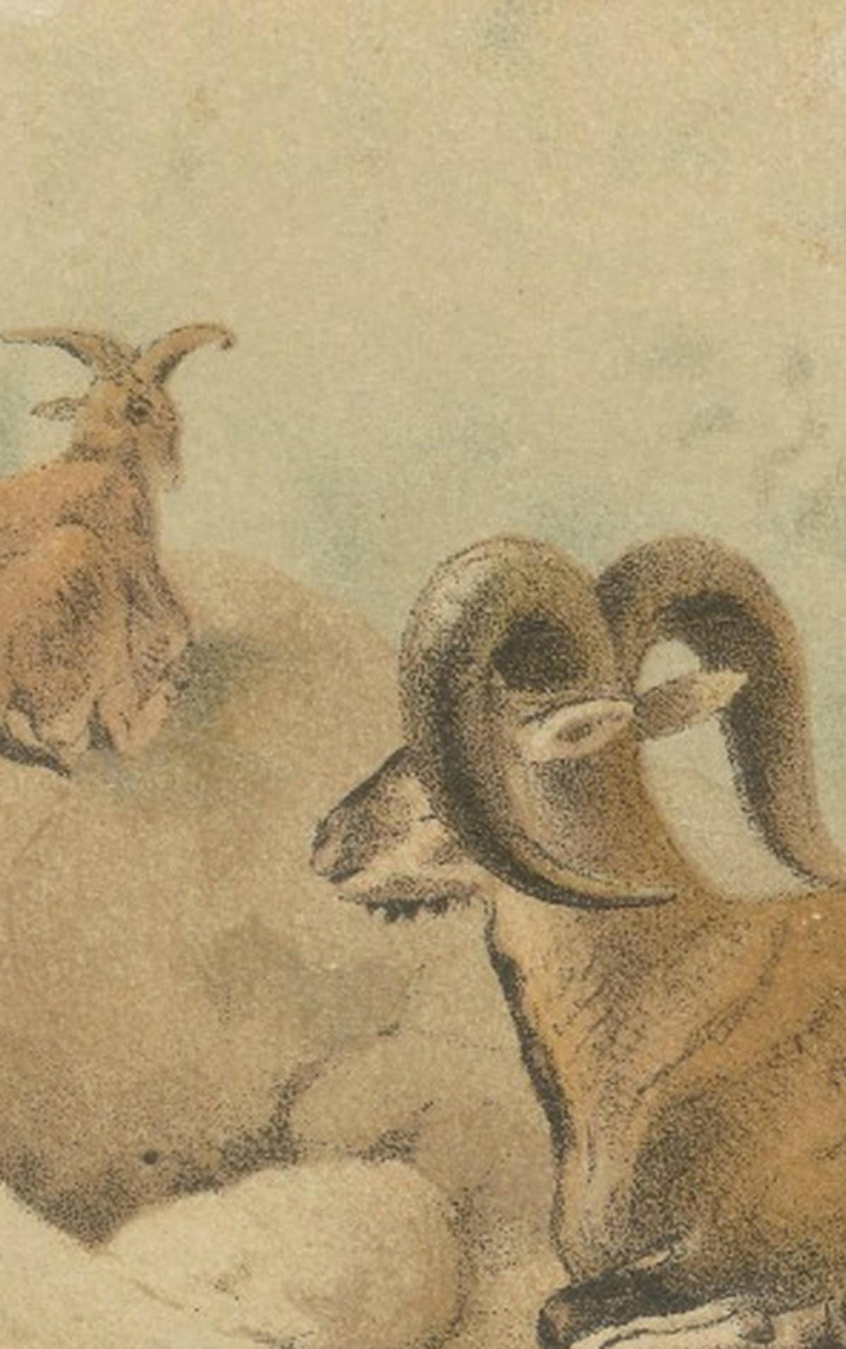 Bharal (Blue Sheep) – Antique Himalayan Wildlife Chromolithograph, 1894