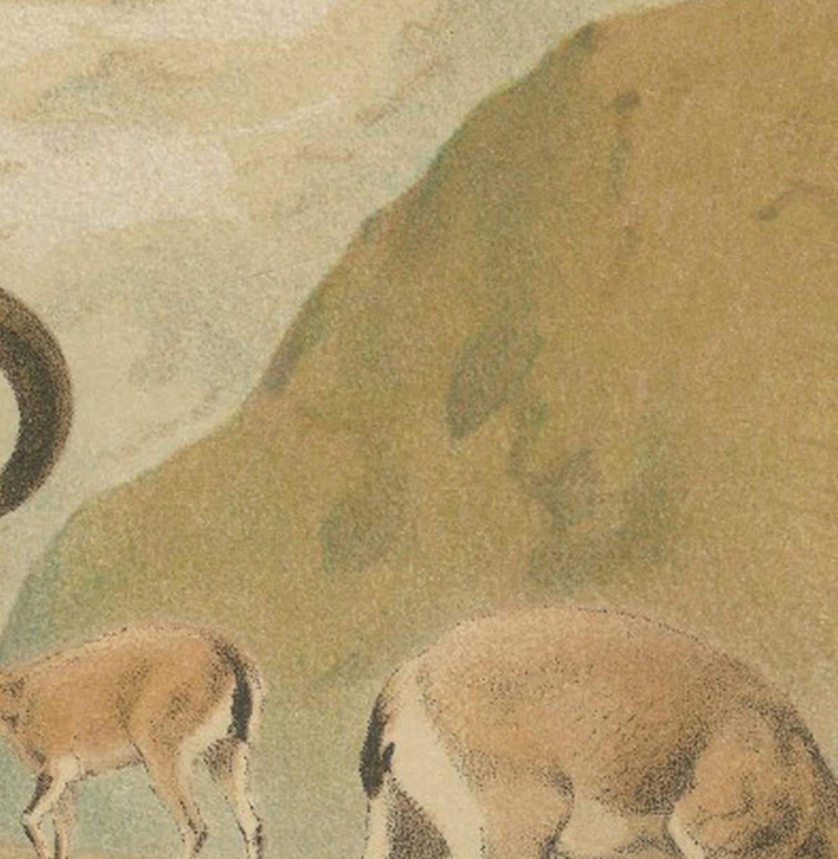 Bharal (Blue Sheep) – Antique Himalayan Wildlife Chromolithograph, 1894