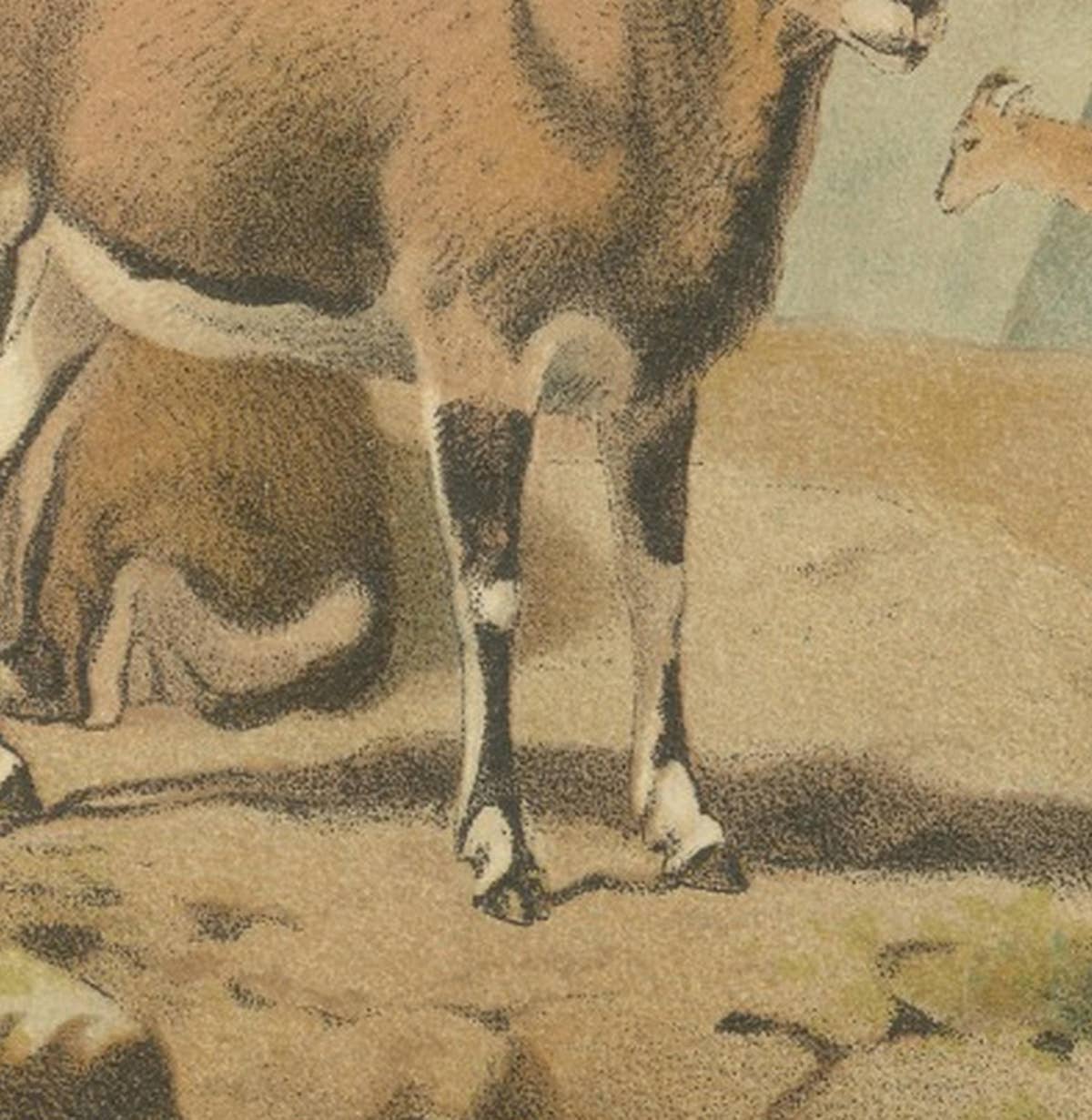 Bharal (Blue Sheep) – Antique Himalayan Wildlife Chromolithograph, 1894