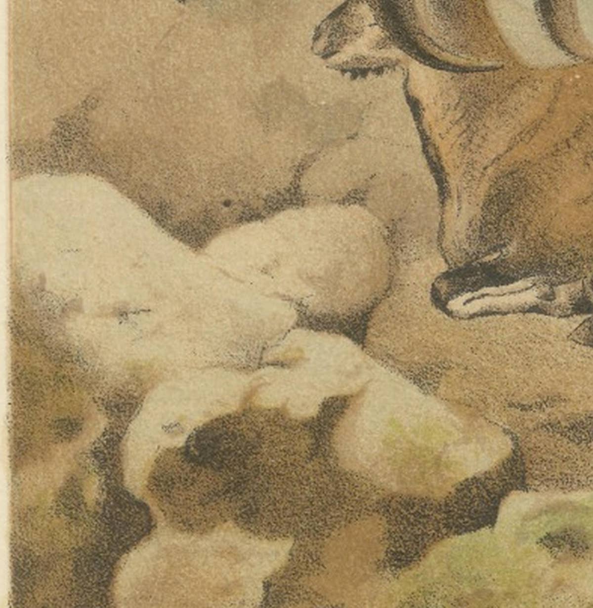 Bharal (Blue Sheep) – Antique Himalayan Wildlife Chromolithograph, 1894