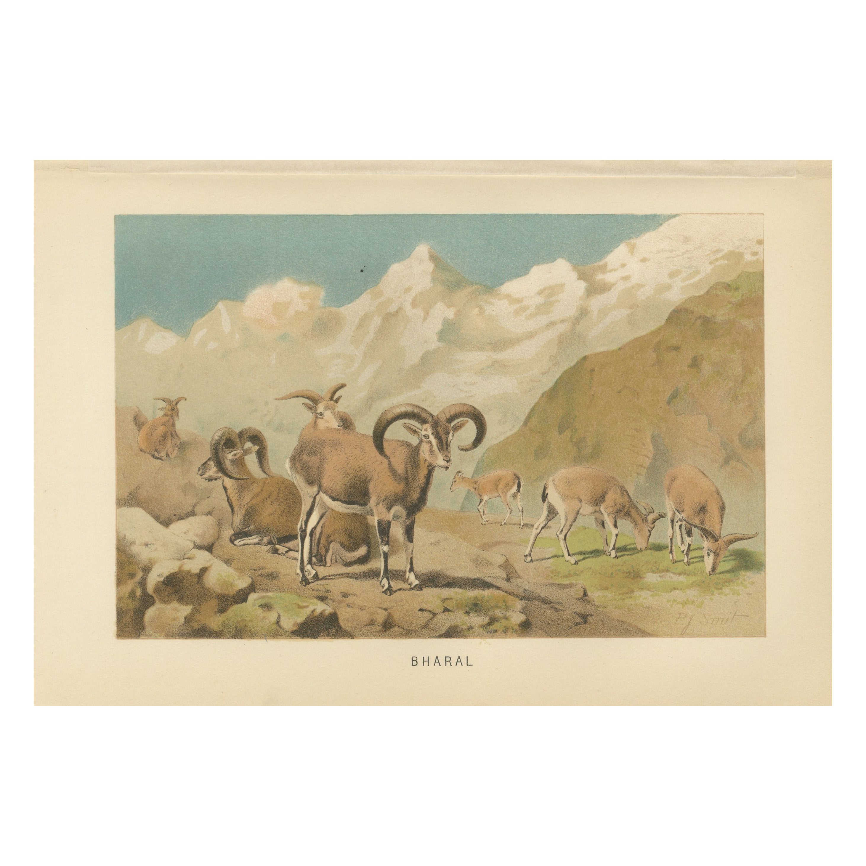 Bharal (Blue Sheep) – Antique Himalayan Wildlife Chromolithograph, 1894 For Sale